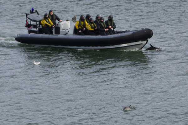 17 January 2021 - 11-10-10
Cadets from BRNC being taken out for a rib ride got a close encounter. And probably missed the closer of the two hiding under the bow.
--------------------------
Dolphins in the river Dart, Dartmouth